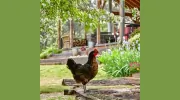 The Farmhouse Inn