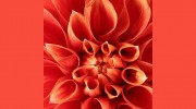 Old Town Florist-Actual Portland Florist